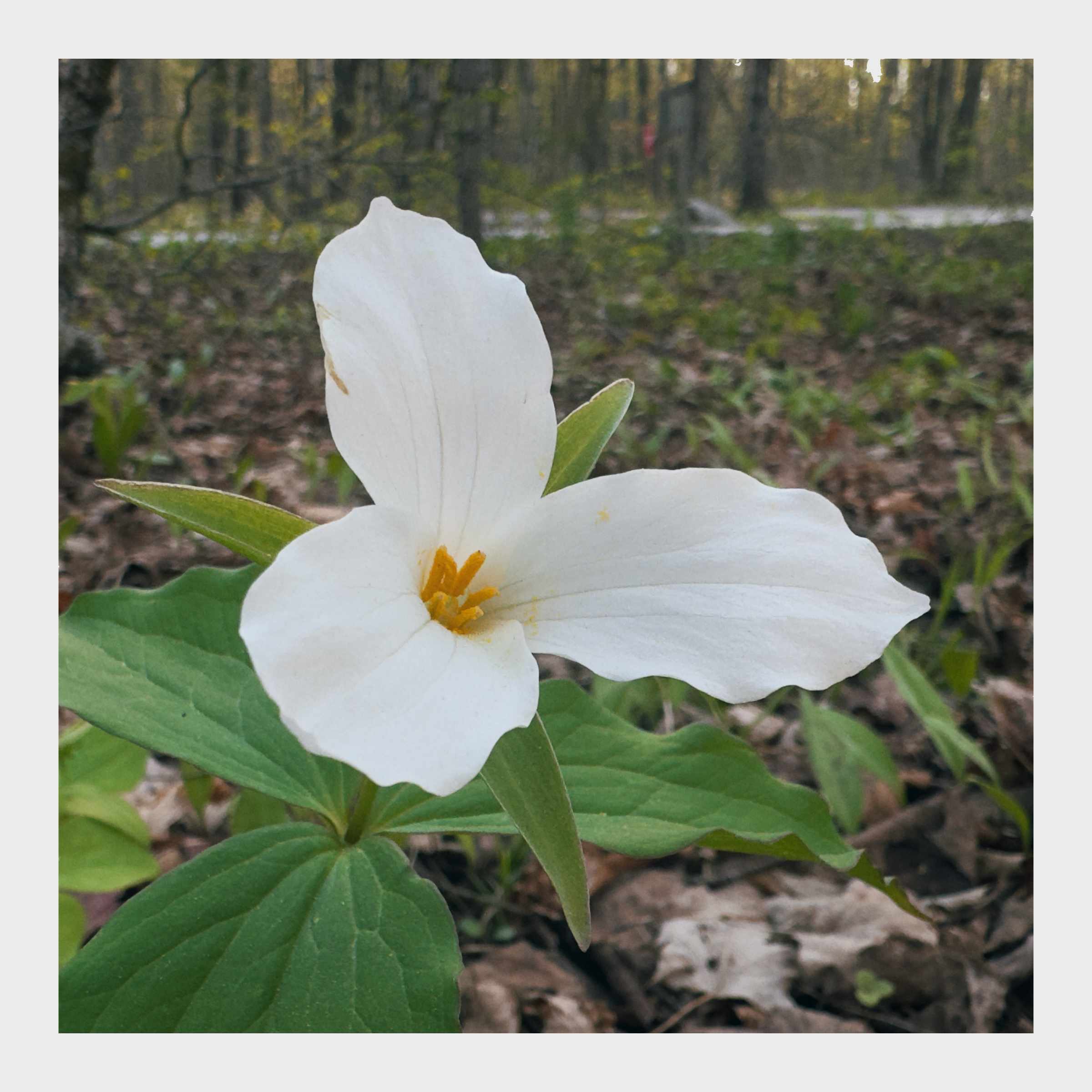 Trillium flower at Balsam Lake